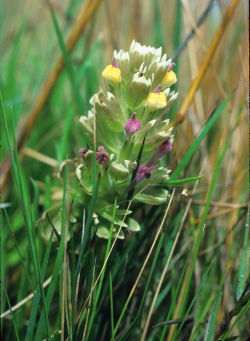 Pink Johnny-nip (Castilleja ambigua var. insalutata). Point Joe, Monterey Peninsula, Monterey County, CA, 29 June 1992. Copyright © 1992 J. Mark Egger. 